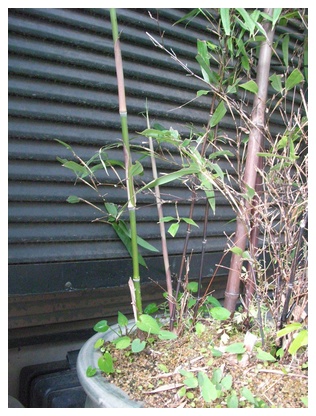 黒竹のタケノコ
