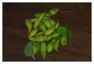 収穫した枝豆