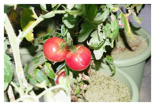 ジャンボスイートトマトの実