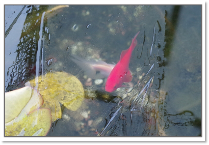 丹頂と赤金魚