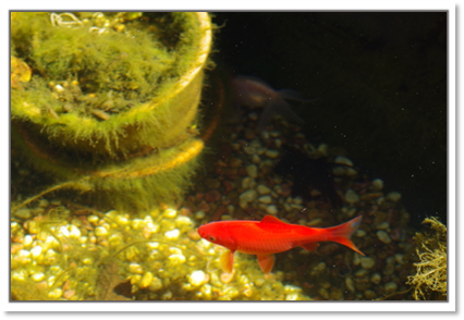 赤金魚