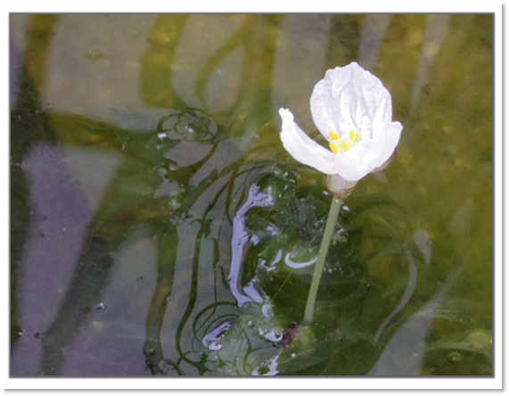 研草水槽の謎の花