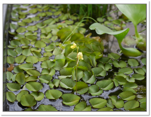 オオサンショウモの花 ほんとうに永田農法でおいしい野菜はできるのか 永田農法日記