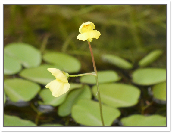 オオサンショウモの花 ほんとうに永田農法でおいしい野菜はできるのか 永田農法日記