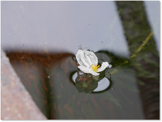 アナカリスの花 ほんとうに永田農法でおいしい野菜はできるのか 永田農法日記