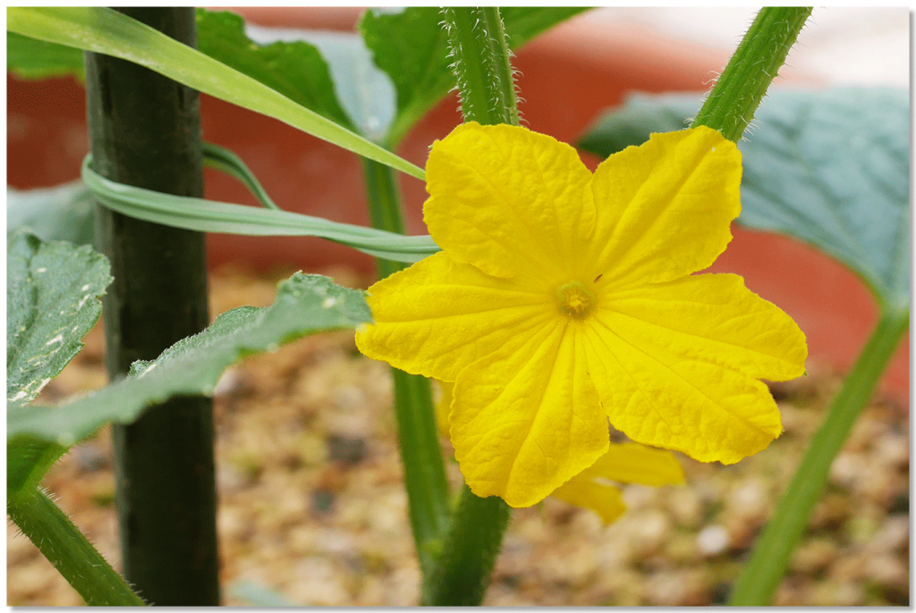 キュウリの花