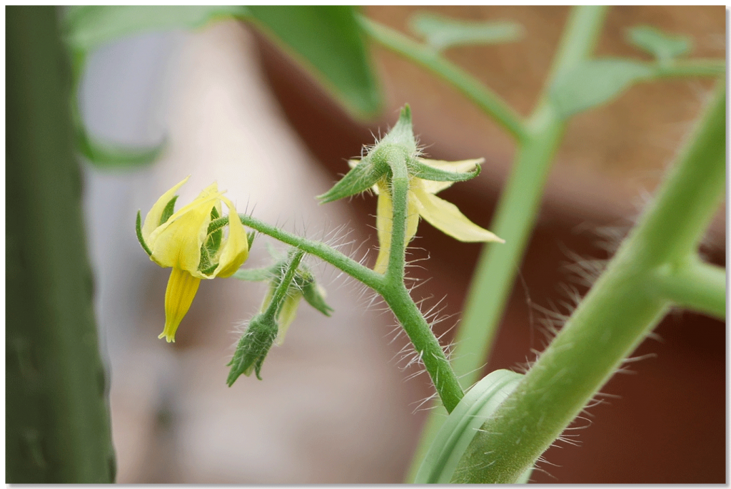 こいあじの花房