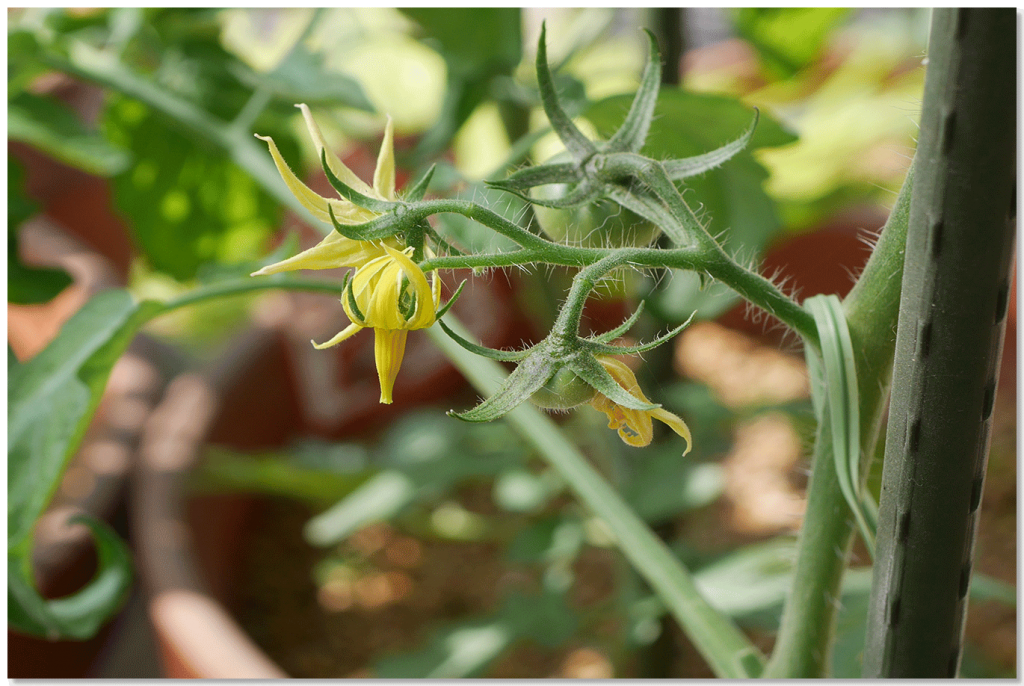 こいあじの花房