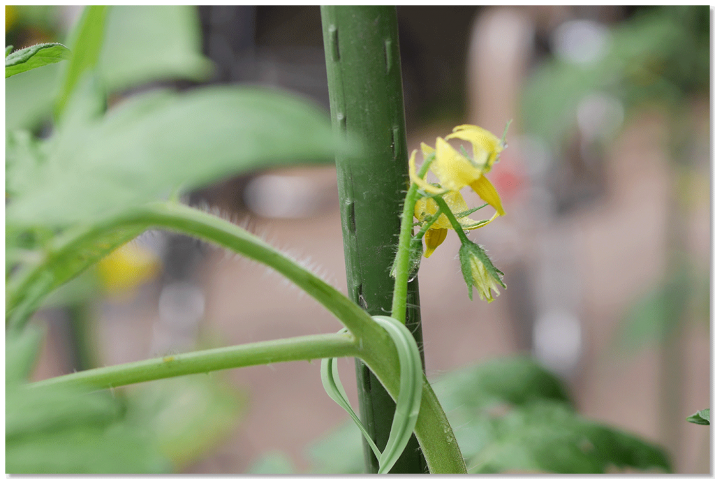 リッチゴールドの花房