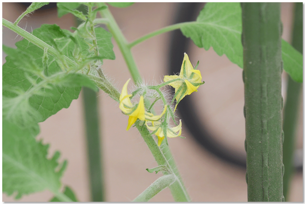 ルビーノ4段目の花房