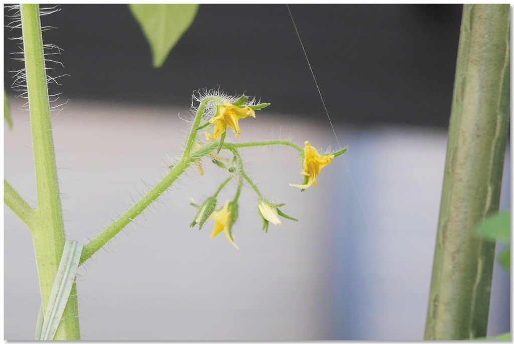 シュガーミニの花房