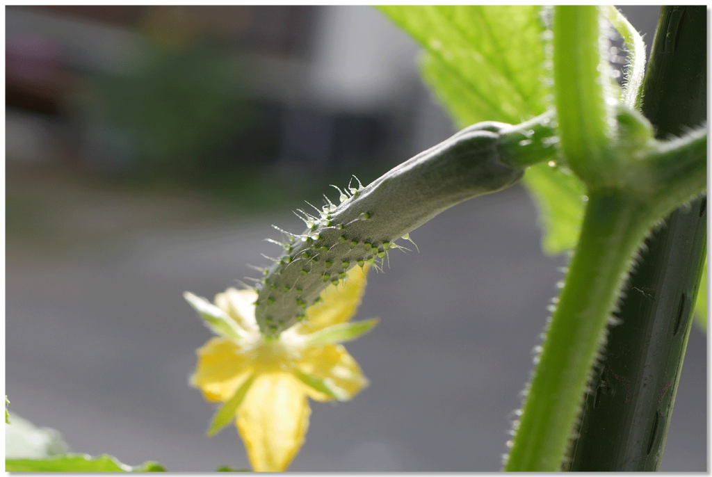 キュウリの実