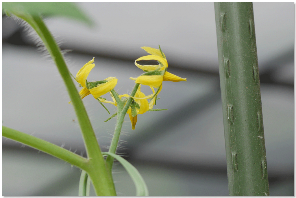 リッチゴールド3段目の花房