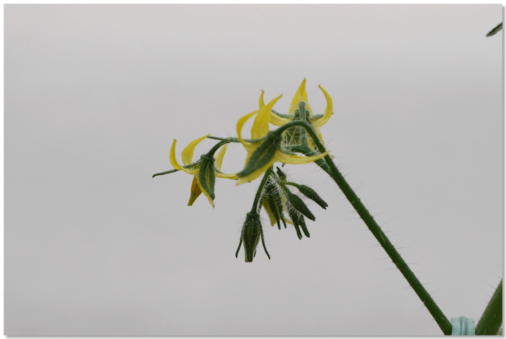 ルビーノ5段目の花房