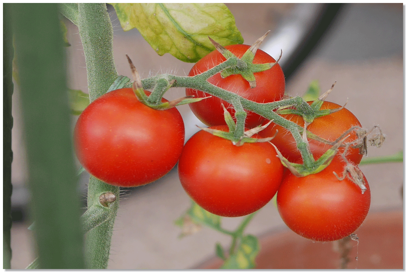 ほんとうに永田農法でおいしい野菜はできるのか？（永田農法日記）