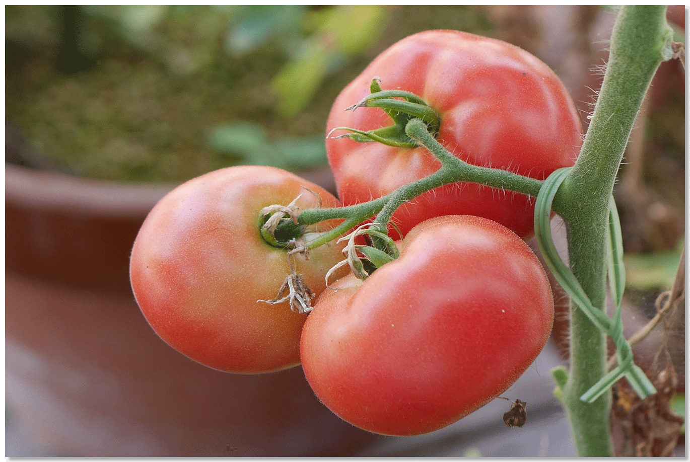 ほんとうに永田農法でおいしい野菜はできるのか？（永田農法日記）