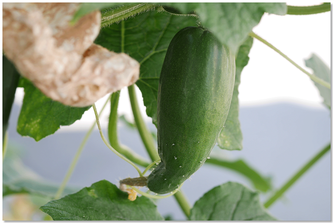 ほんとうに永田農法でおいしい野菜はできるのか？（永田農法日記）