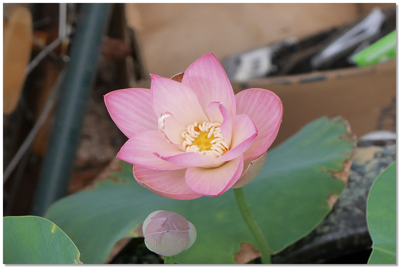 ほんとうに永田農法でおいしい野菜はできるのか？（永田農法日記）