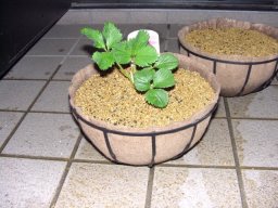 不織布ポットにイチゴの苗を植える