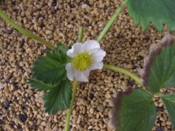 永田農法12日目、イチゴの花