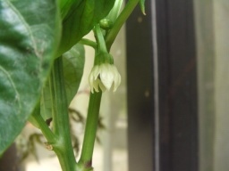 永田農法日記83日目ピーマンの花