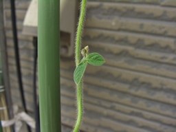 永田農法日記101日目エダマメの葉