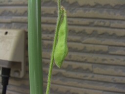 永田農法日記101日目エダマメの実