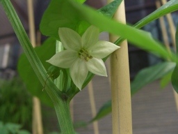 永田日記127日目ピーマンの花