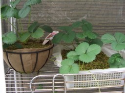 永田日記157日目いちご