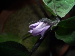 永田日記164日目なすの花