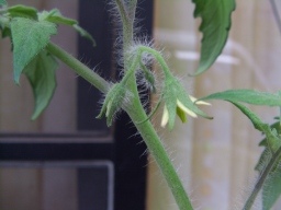 トマトの花房