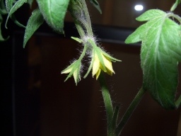 トマトの花