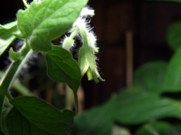 トマトのお花