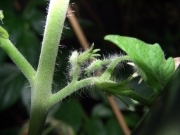 新たなトマトの花房