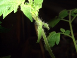 トマトの花房