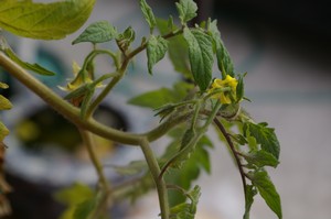 トマトのお花