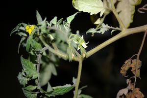 トマトのお花