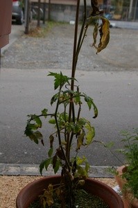 永田日記240日目トマト