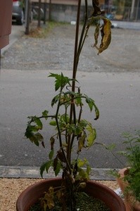 永田日記240日目トマト