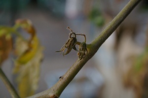 トマトのお花