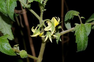 トマトのお花