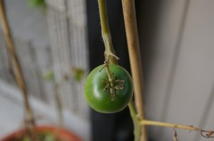 永田日記246日目トマト