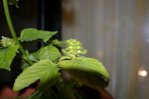 永田日記248日目エゴマ