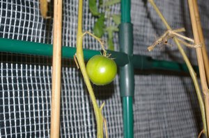 永田日記254日目トマト