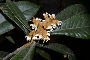 びわの花房