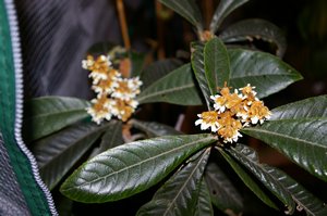 永田日記266日目びわ