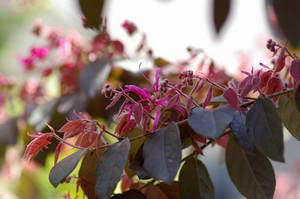 ベニトキワマンサクのお花とピンクの葉