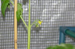 ホーム桃太郎のお花