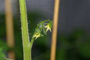 レッドオーレのお花