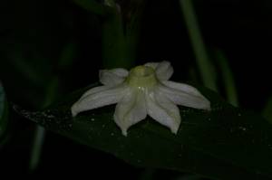 落っこちたピーマンのお花